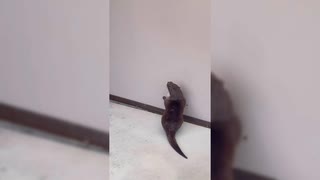 【ローカロリー動画】カワウソがぴょんぴょんするんじゃ〜♪【コツメカワウソ】