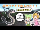 第14回　用水路でウナギ釣り　【ずんだもん実況】【VOICEROIDフィッシング】