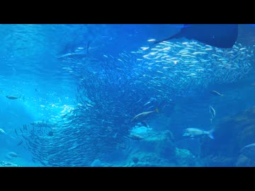 【ローカロリー動画】イワシの群れを眺めるだけ【納涼】