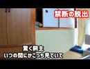 壁を乗り越え母猫を探す子猫がかわいい「しかし子猫は帰ろうとするが壁の高さが違う！果たして姉妹の所に戻れるのか！」