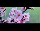 アルストロメリアの花束「水月鏡花」feat. 初音ミク [Offcial Music Video]