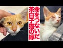 足を怪我した保護子猫、命を繋いだ縁と記憶
