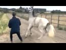 突然主従が逆転する人間とお馬さん
