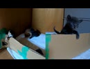 子猫の転落緩和にマット！を敷く飼主を眺める子猫が可愛かった