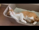 違う違う、そうじゃそうじゃなーい