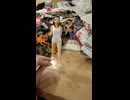 映画ミーガンダンスエイミー・ドナルドちゃん中の人フィギュアで再現