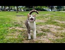 公園の芝生で出会った子猫が大変な甘えん坊の猫だった