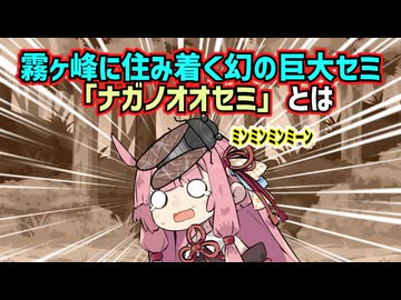 全長50cmの巨大セミ！？霧ヶ峰に生息する幻のナガノオオセミとは！？【VOICEROID解説】