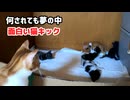 子猫は寝たら絶対に起きないと分かる動画です
