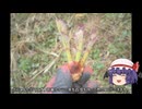 ゆっくり農民241タラを育ててみませんか？#5