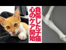 負傷した保護子猫、心のケアを開始する