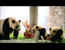PandapiaLive_2024_08_15