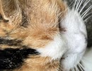 猫を撮影した