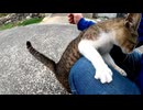 下ろしても下ろしても膝の上に乗ってくる猫島の子猫