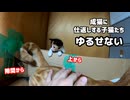 隙を見て反撃する子猫がかわいい「叔母猫が子猫の尻尾に猫パンチ後」