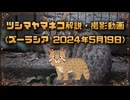 ツシマヤマネコ解説・撮影動画 (ズーラシア 2024年5月19日)