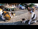 猫島で小さな子猫を見掛けたので座り込んで撮っていたら他の猫も集まってきた