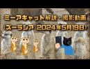 ミーアキャット解説・撮影動画 (ズーラシア 2024年5月19日)