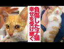 負傷した保護子猫、幸せ猫の伝統を受け継ぐ