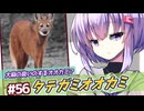 ひとくち動物図鑑#56　タテガミオオカミ～マリファナ！大麻！タテガミオオカミ！～　[VOICEROID解説]　[VOICEROID解説]