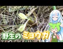 野生のミョウガを採って食べるずんだもん【ミョウガのベーコン巻き】