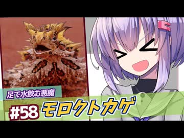 ひとくち動物図鑑#58　モロクトカゲ～arkのモロクトカゲってヨロイトカゲじゃね？～　[VOICEROID解説]　[VOICEROID解説]