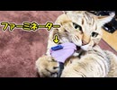 ブラッシングしてたら…