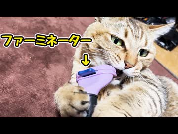 ブラッシングしてたら…