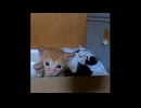 【ショート】子猫の空中猫パンチ（主役は茶トラじゃないよ）