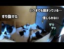 子猫に毛繕いを拒否され硬直する母猫が面白くて飼主笑う
