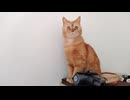 保護した猫を廊下に放したら色んな物が気になったらしい