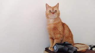保護した猫を廊下に放したら色んな物が気になったらしい