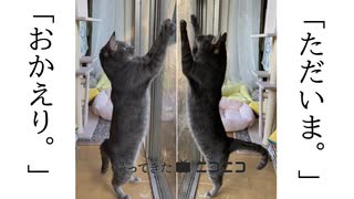 ガラス掃除と猫