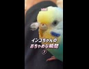 インコちゃんのおちゃめな瞬間⑦