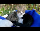 野良猫の家を覗いてみたら子猫がカバンの上で寛いでた
