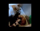 【ショート】母子ともにぴくぴく夢の中（成長した子猫たちは探し物）