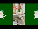 【 #フクロモモンガ 】神棚に登っちゃダメ！【 #おはモモンガ 】