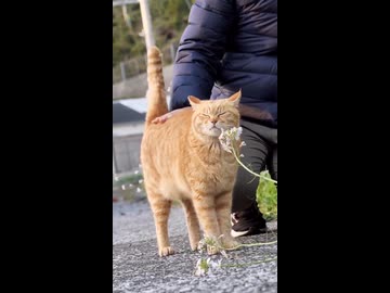トントンされながら花をキメる猫