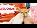 負傷した保護子猫、体調が悪化する