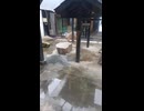 カピバラの温泉入浴