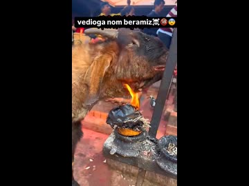 ホモと見る自分を火で炙るヤギ