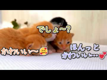 【朗報】春日部家に家族が増えました