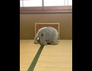 すずめのモーニングコールon8/19