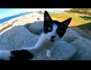 逃げていった子猫が母猫がモフられるのを見て戻ってきた