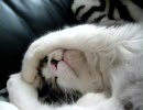 猫の寝言