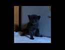【ショート】子猫はお相撲さん