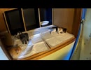 押入れ拡張！初めてのトイレでおしっこ成功「子猫たちのワクワクが止まらない？」
