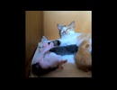 【ショート】母乳満タンが心地いい子猫 （長女）