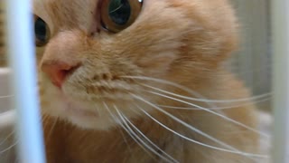 保護した猫を大きなケージへと移動させたら挙動不審になりました