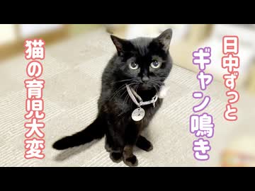 日中ずっとギャン鳴きする猫　人間の新生児育ててるみたいだよ